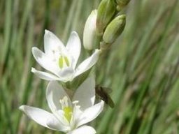 Ornithogalum juncifolium